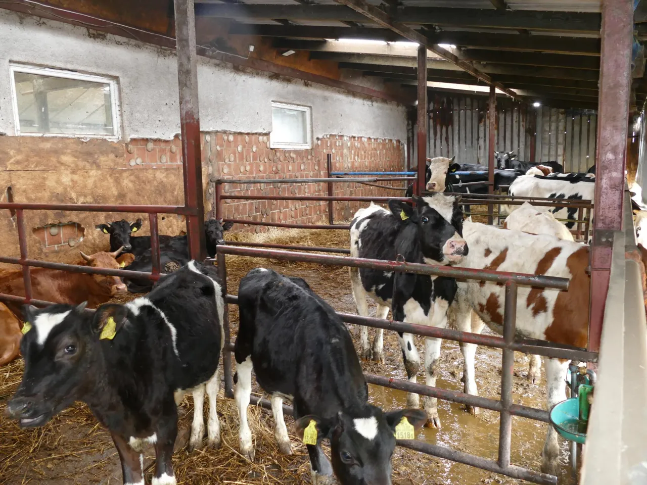 Krowy w oborze, pokazujące, jak zrobić stanowiska dla byk&oacute;w. Widać przegrody, słomę i błoto.