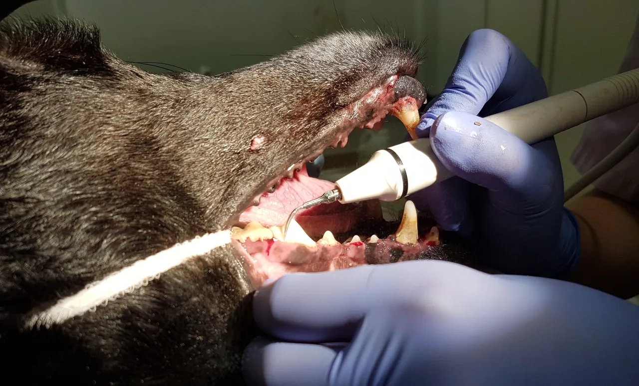 weterynarz usuwający kamień nazębny u psa, sanacja jamy ustnej psa