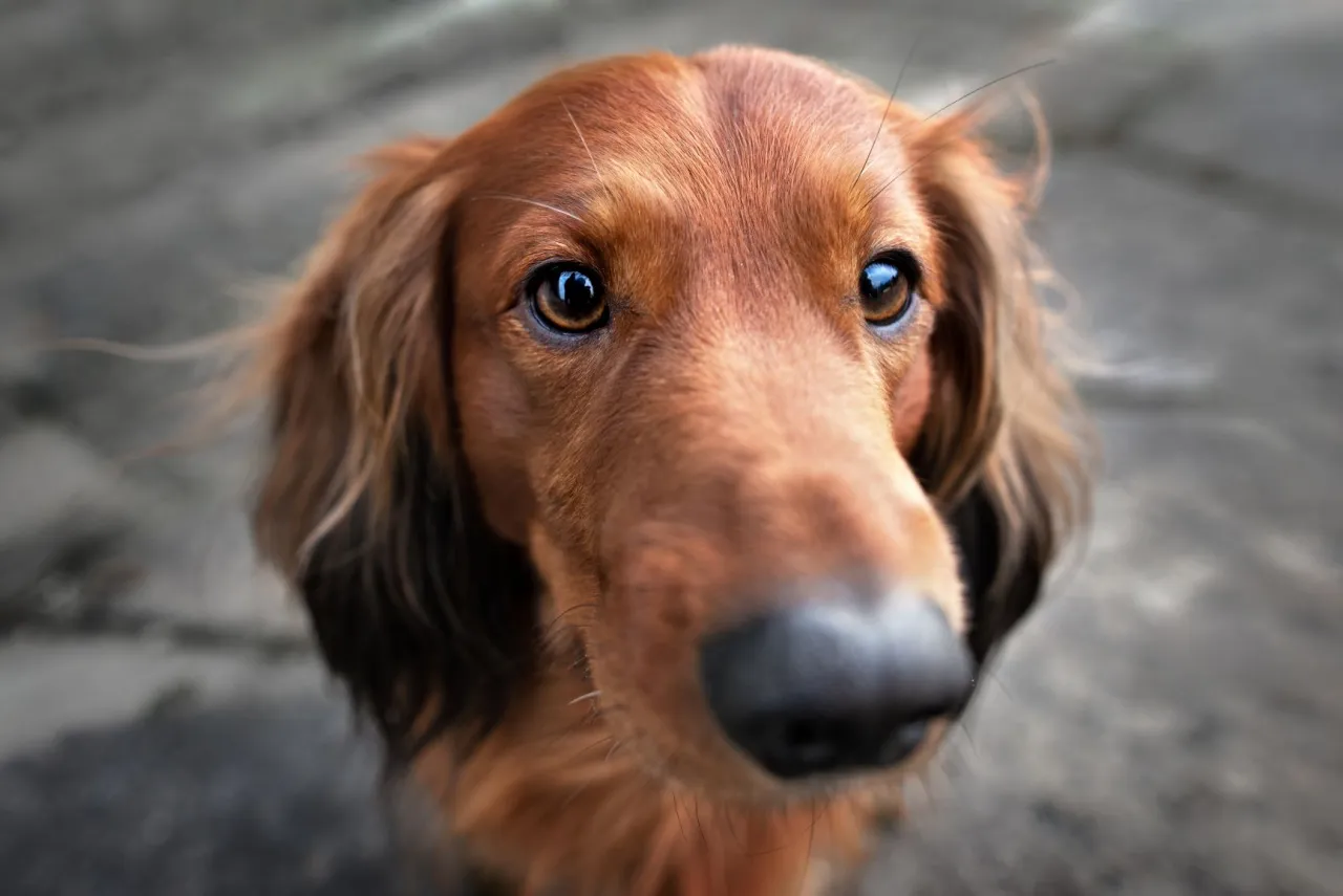 Zdjęcie Wie sieht ein Hund? Die überraschende Wahrheit über seine Sichtweise