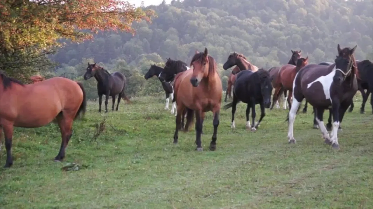 Stadnina koni huculskich Bieszczady