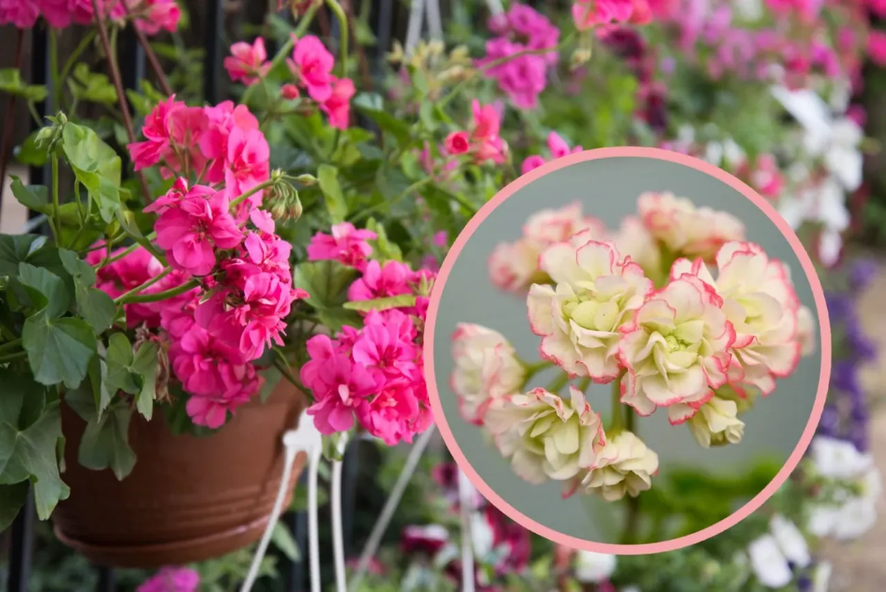 róże pelargonie pomidory w ogrodzie