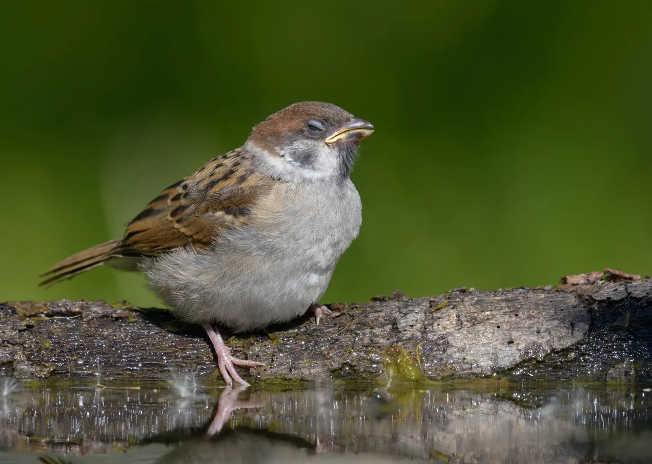 ptak wlatujący do domu symbolika