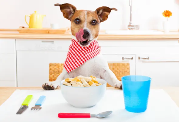 pies jedzący makaron bezpiecznie