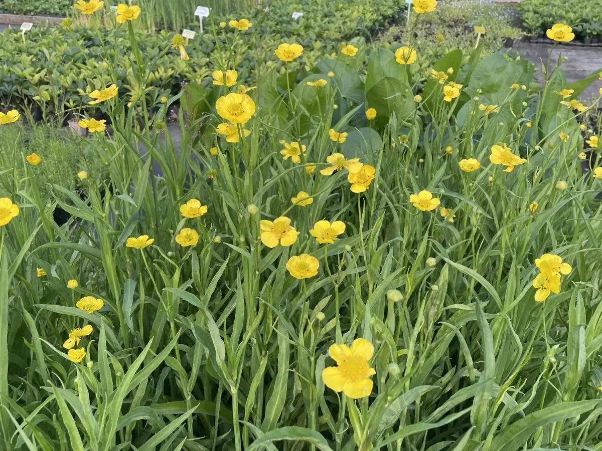 mniszek lekarski identyfikacja