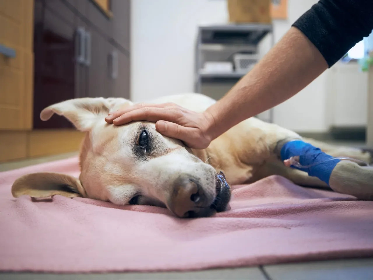 Smutny stary pies leżący na legowisku