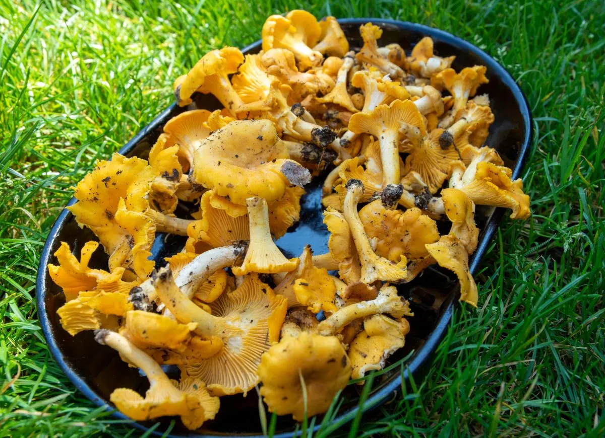 świeże kurki w lesie