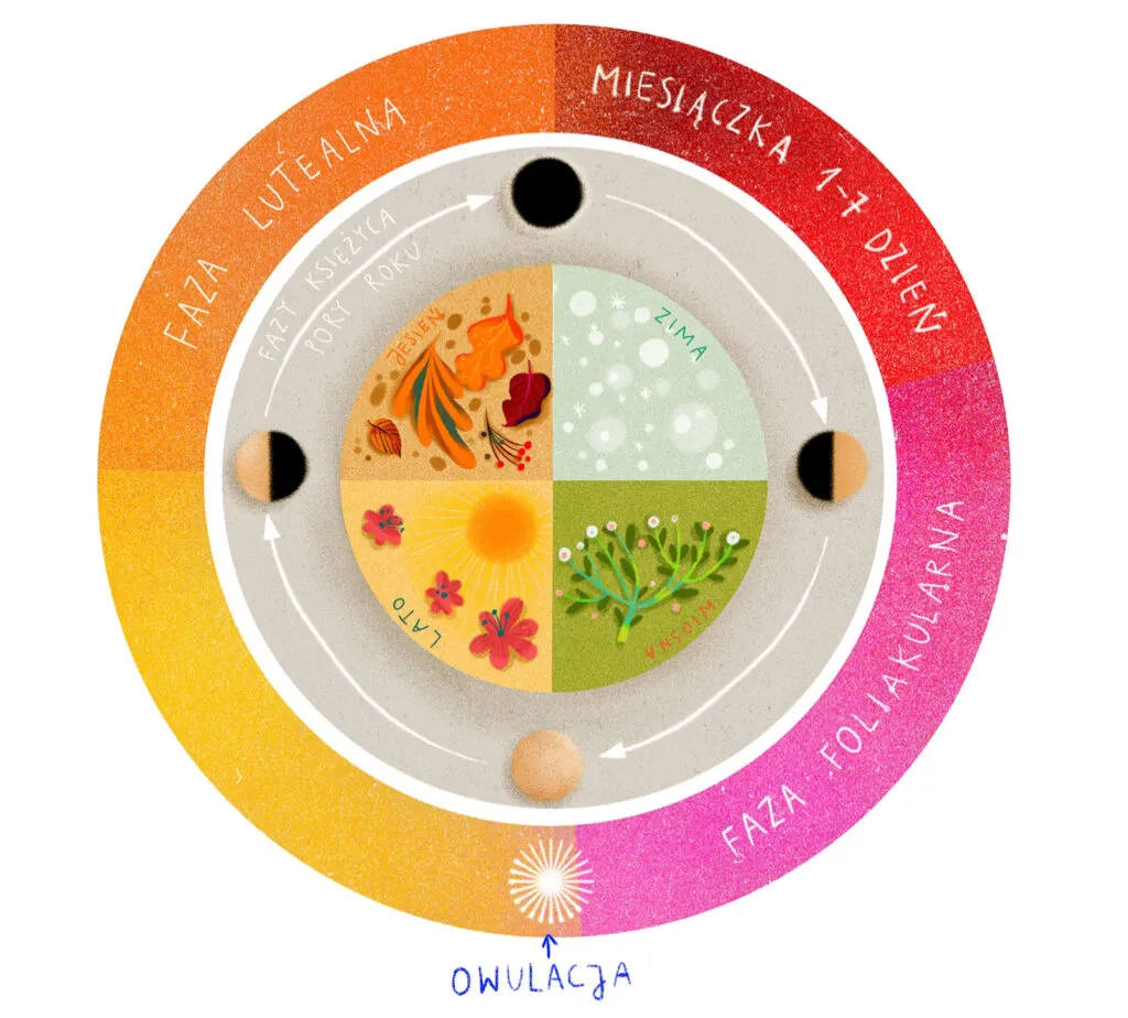 cykl menstruacyjny schemat, faza lutealna