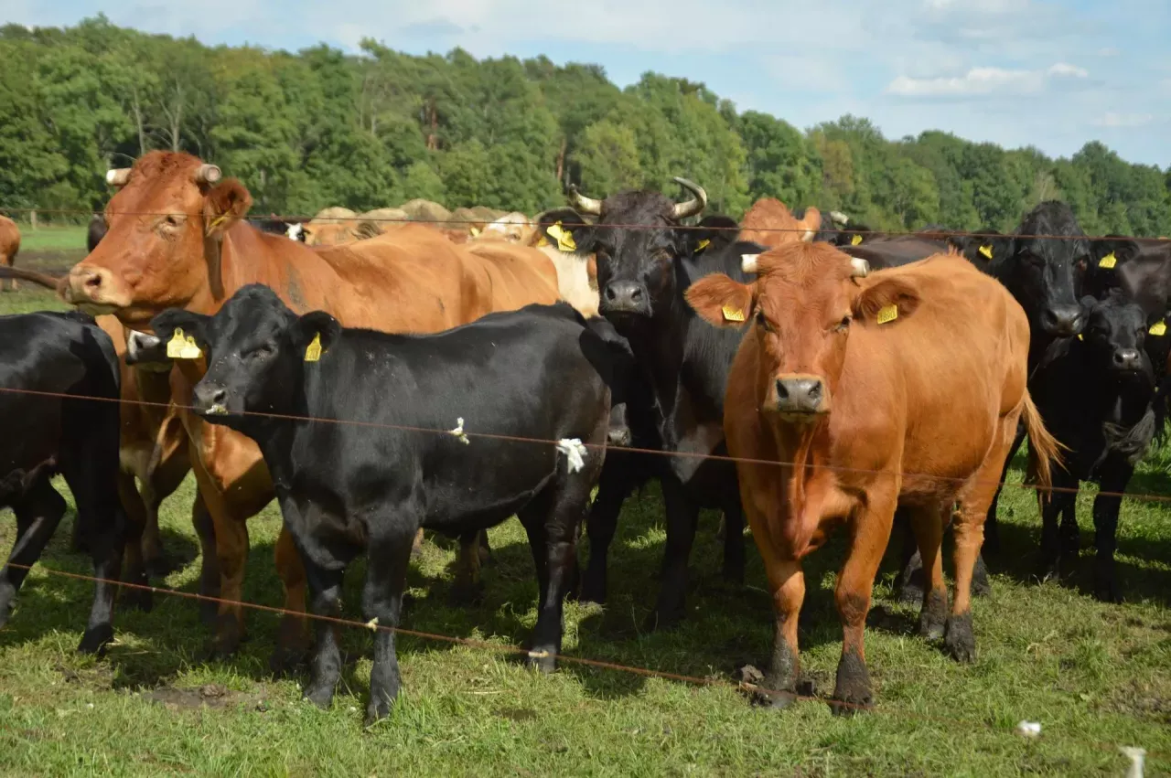 Stado czarnych i brązowych jał&oacute;wek na łące. W tle las. Sprawdzamy ceny jał&oacute;wek.