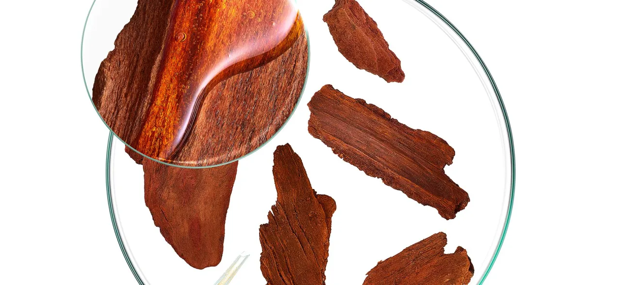 drzewo chinowe kora chinina