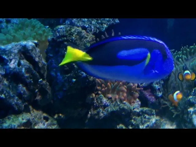 Akwarium Gdyńskie rafa koralowa kolorowe ryby