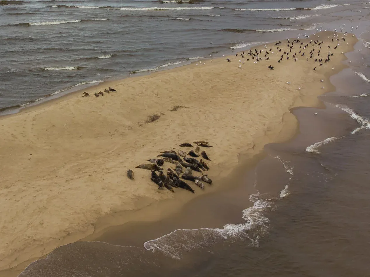 Gdzie można zobaczyć foki w Polsce? Na piaszczystej plaży Bałtyku, gdzie odpoczywa liczna kolonia fok szarych, a wokół krążą mewy.