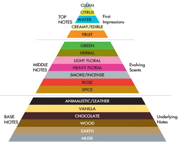 Piramida zapachowa infografika