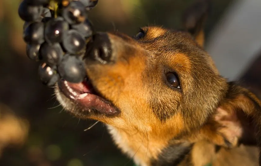 winogrona i pies zagrożenie