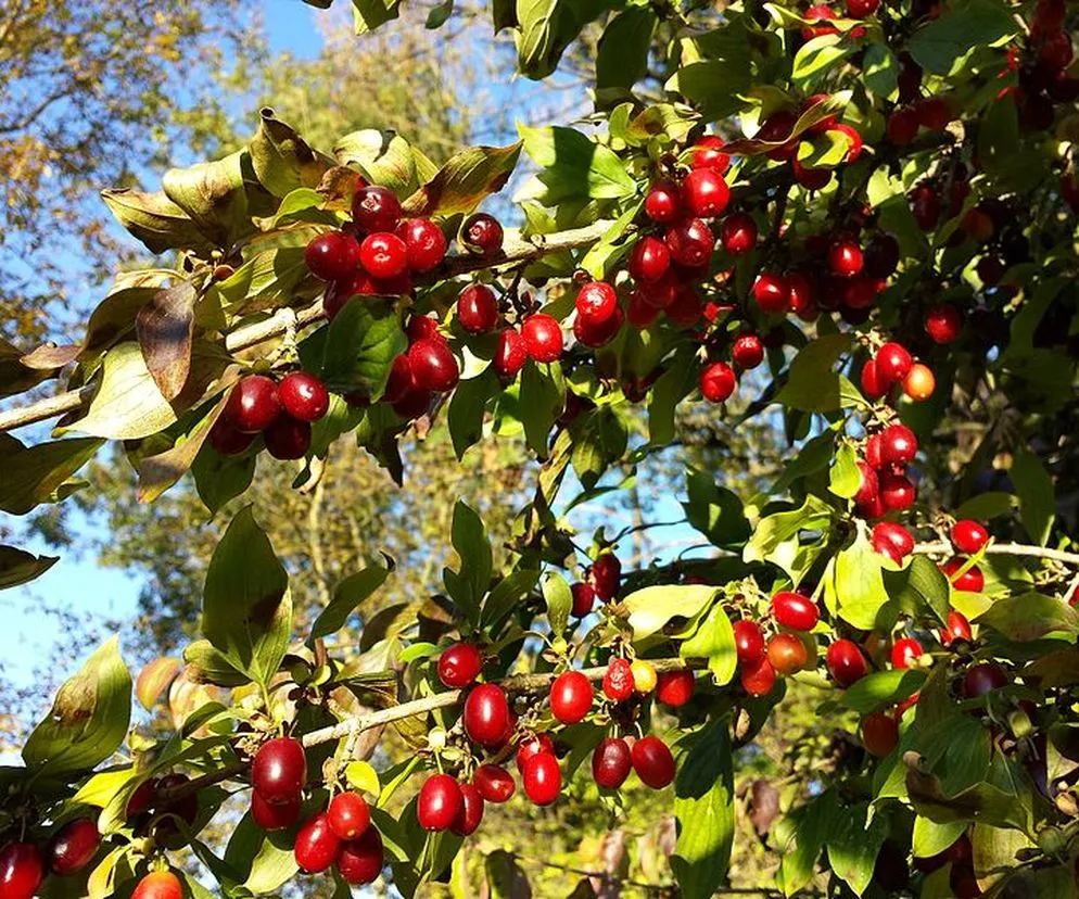 dereń jadalny owoce zielone