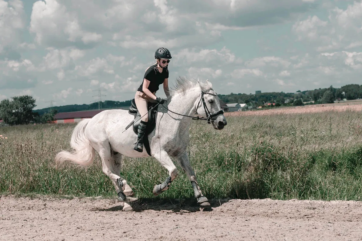 Rodzaje galopu konia diagram