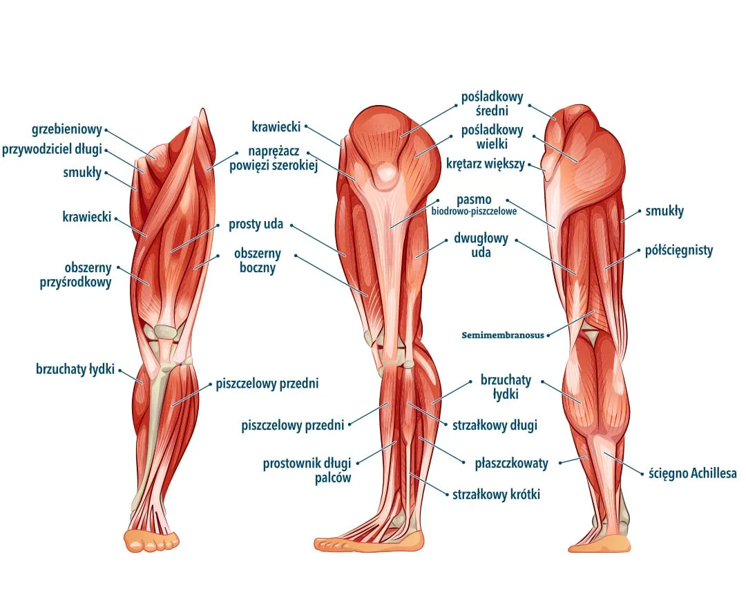 Anatomia mięśni n&oacute;g biegacza