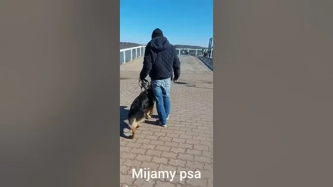 owczarek niemiecki reaktywny na smyczy