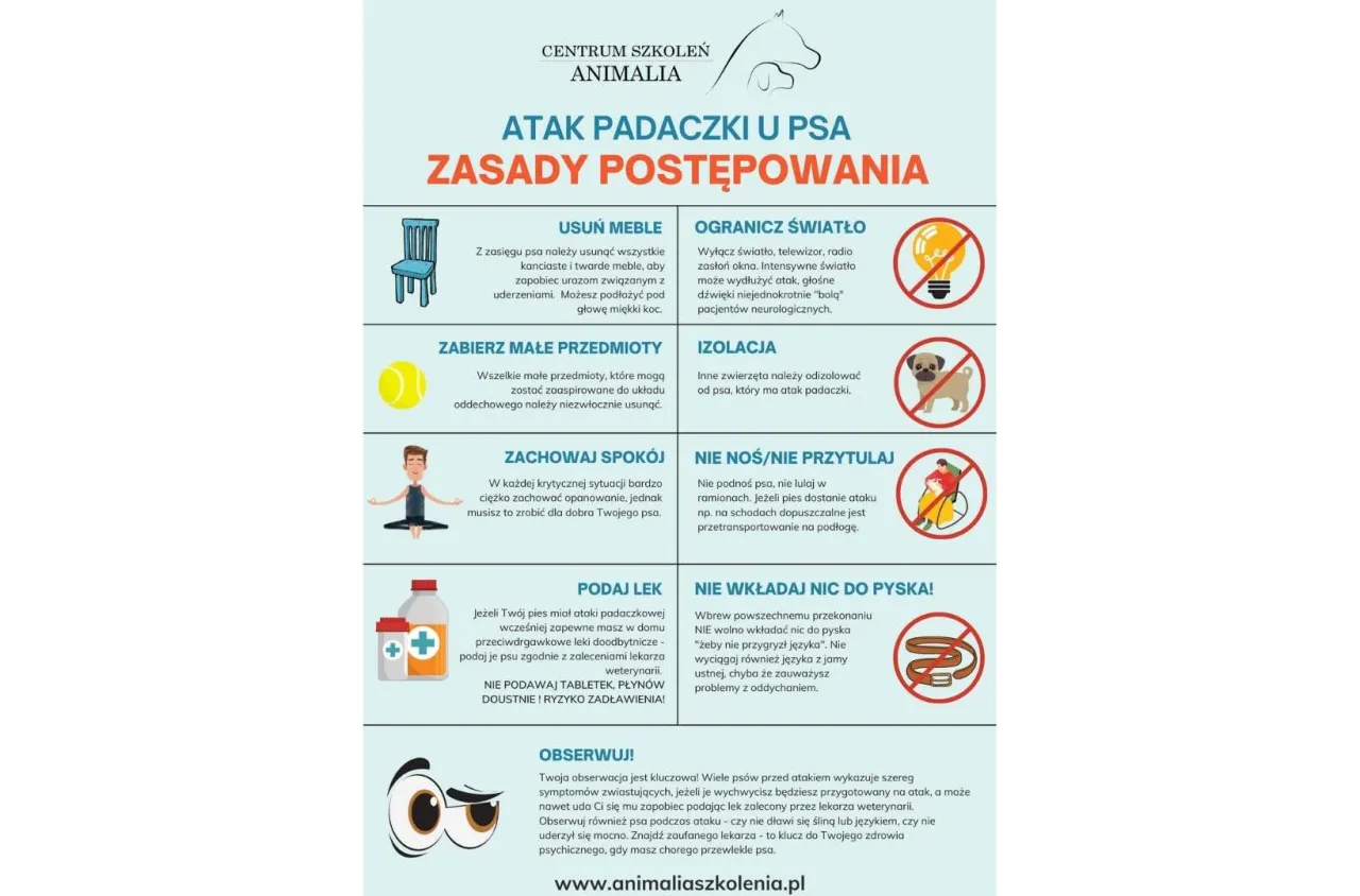 pierwsza pomoc psu podczas ataku padaczki