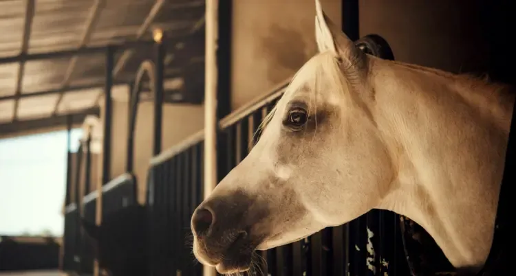 r&oacute;żne typy dzierżawy konia