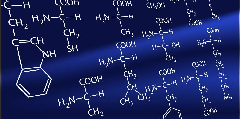 budowa mięśni aminokwasy