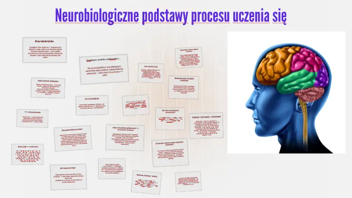 diagram mózgu proces uczenia się