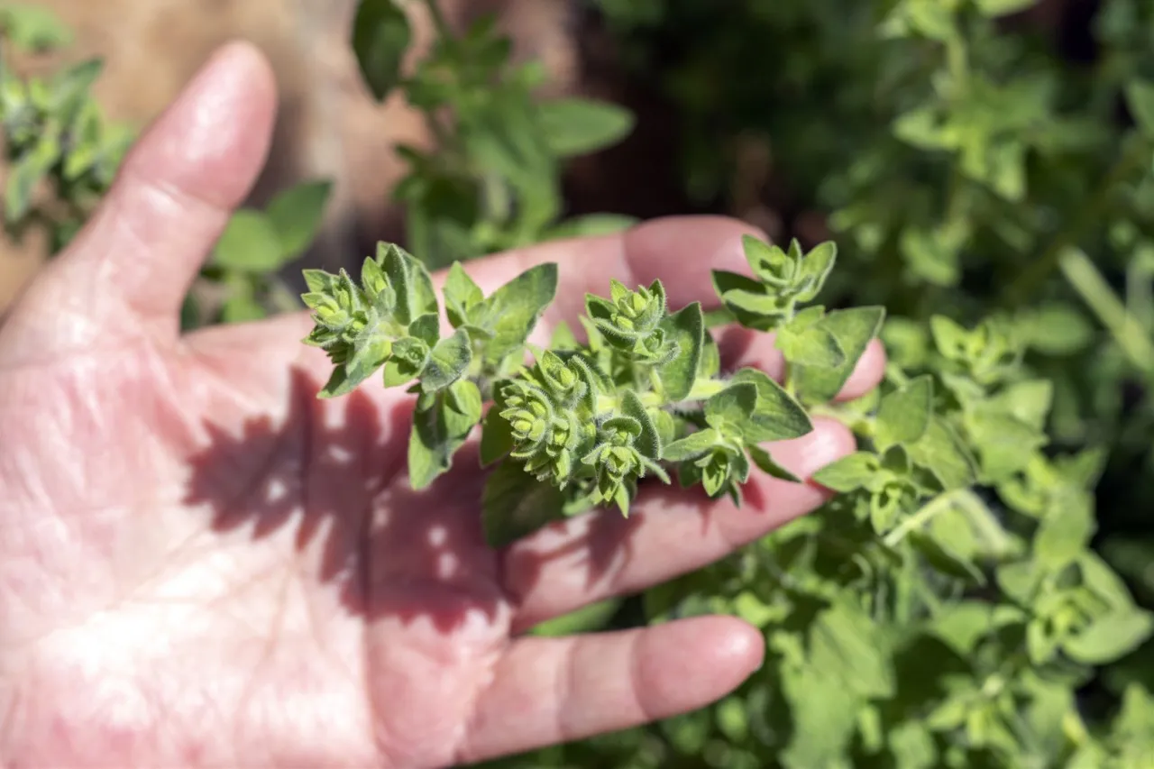 Liście oregano z bliska przezroczyste punkciki