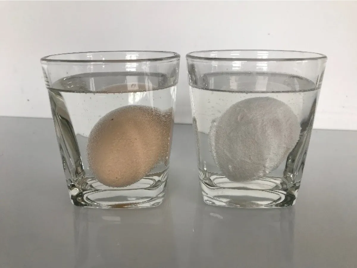 Gumowe jajko w occie