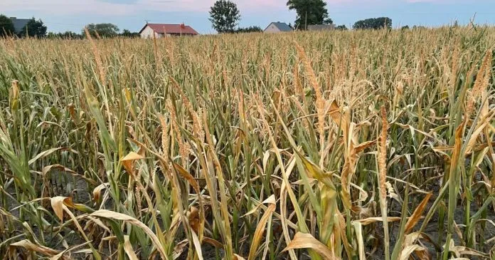 Pola uprawne dotknięte suszą w Polsce