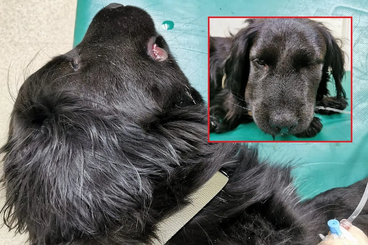 pies ukąszony przez żmiję pierwsza pomoc