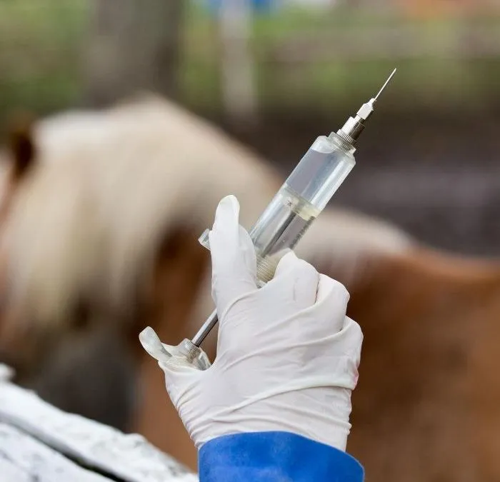 Weterynarz szczepi konia, profilaktyka koni