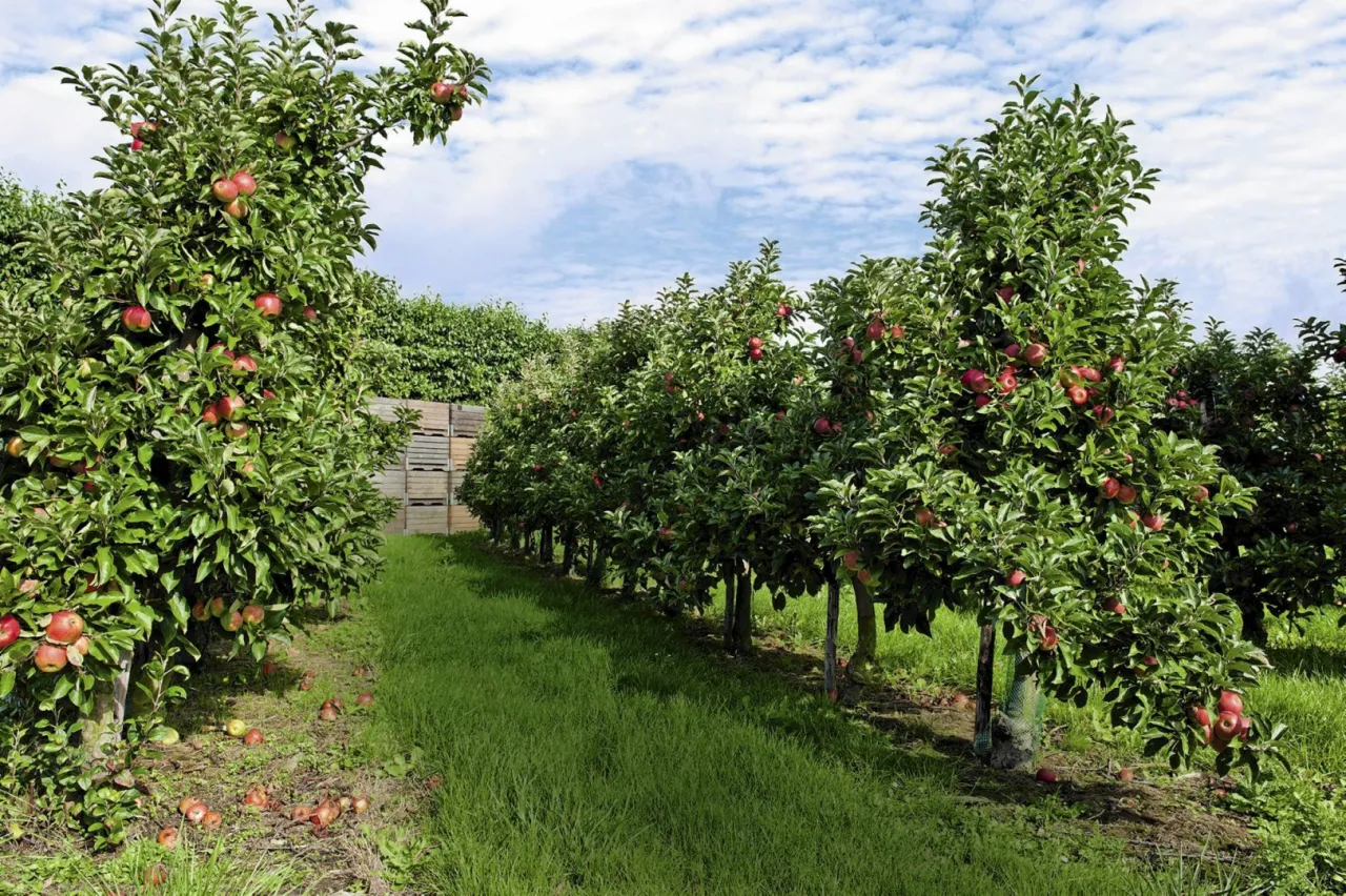 r&oacute;żnorodność drzew owocowych w ogrodzie