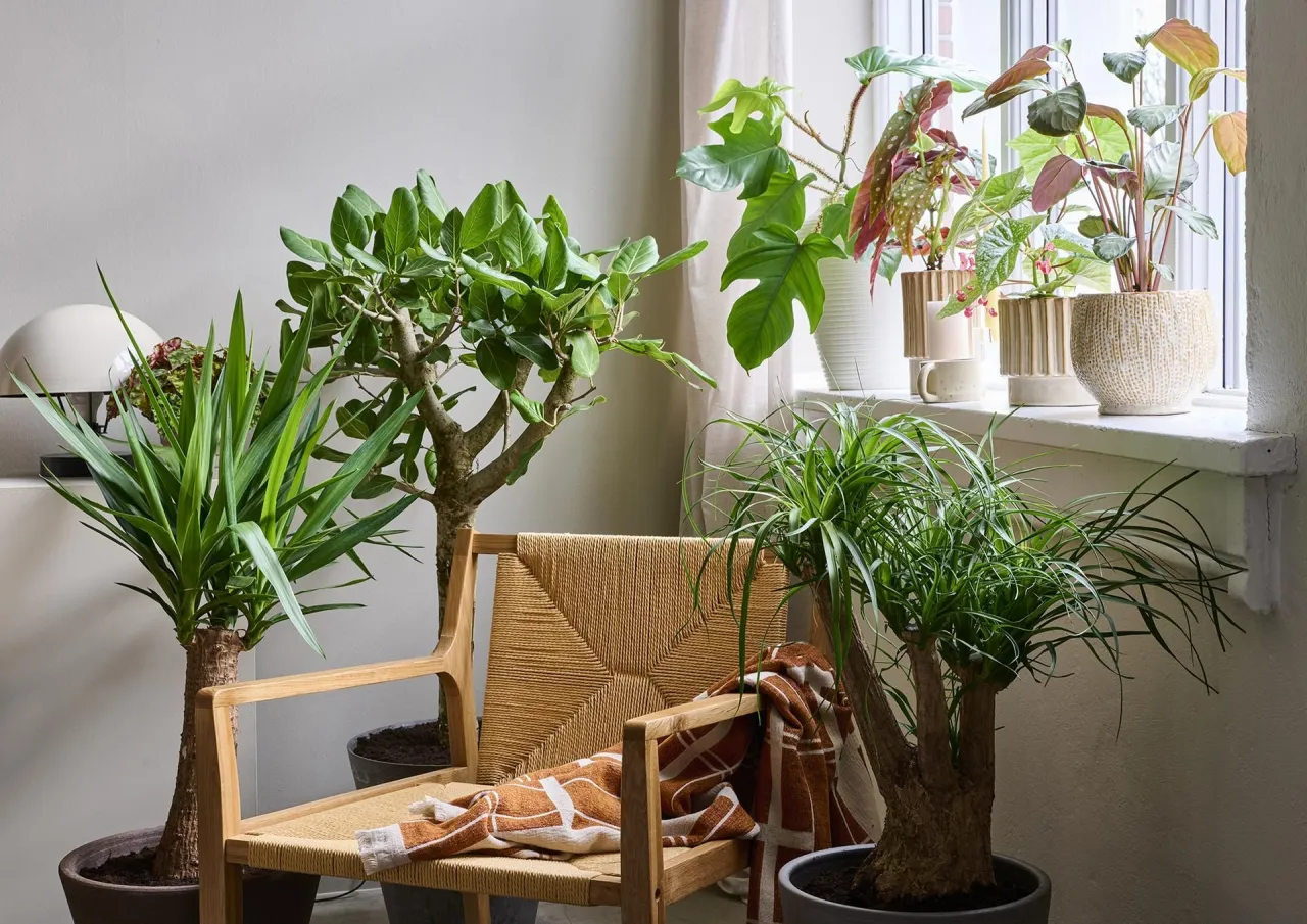 Grupowanie roślin doniczkowych w salonie