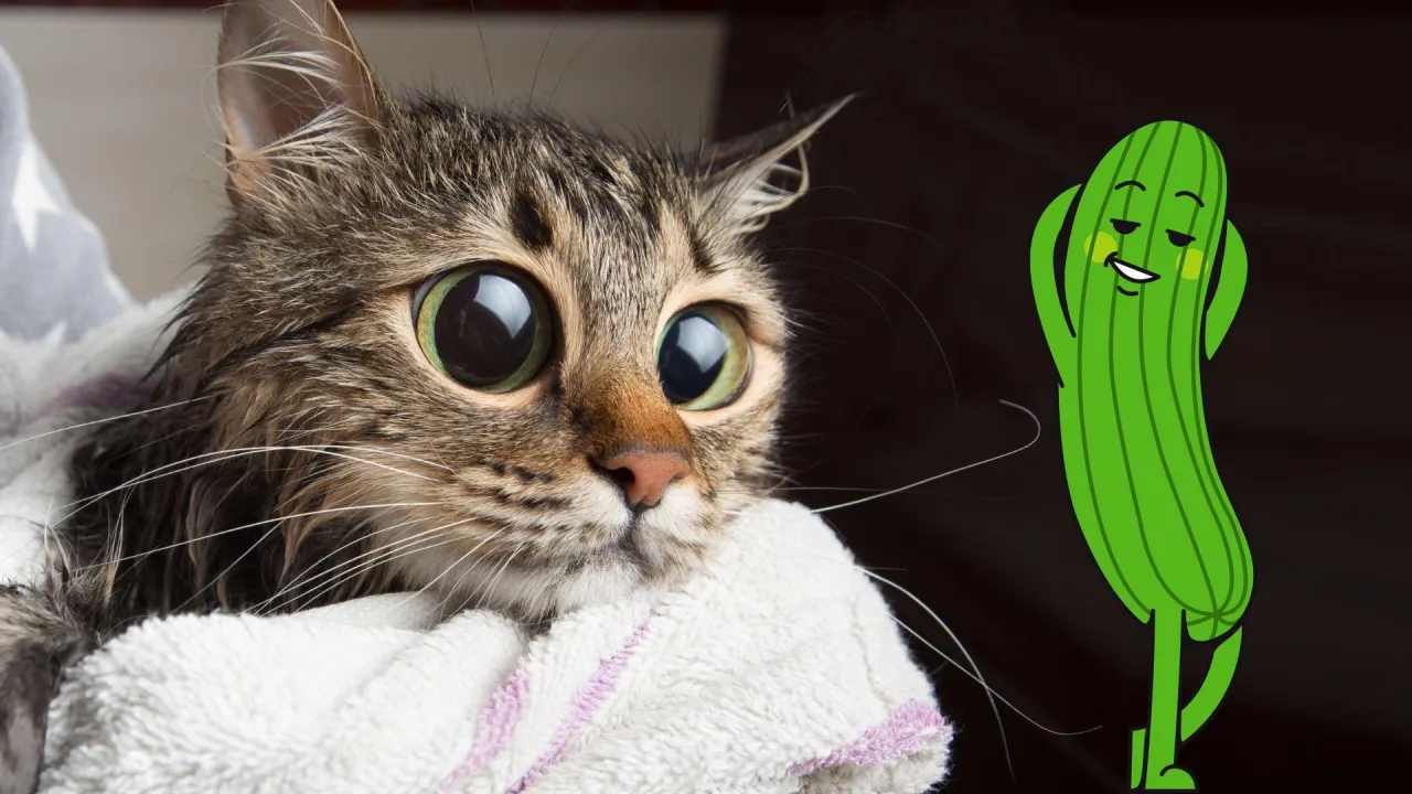 kot boi się og&oacute;rka mem