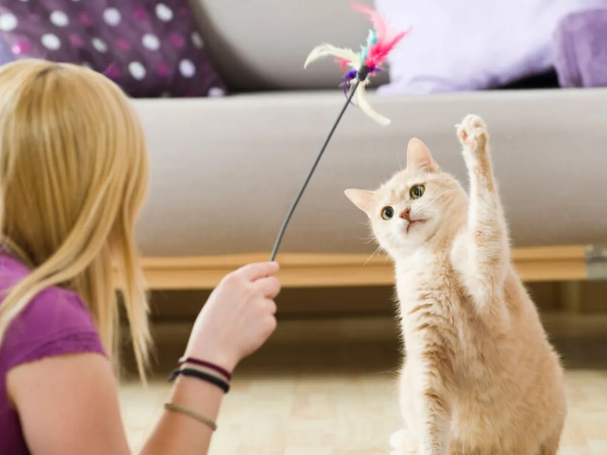 zdrowa kotka bawi się