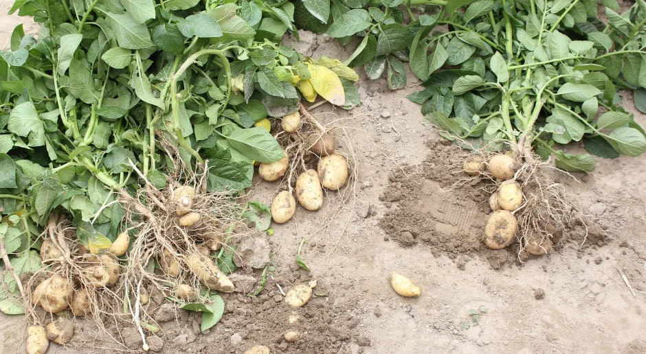 Rośliny wrażliwe na chlor pomidory truskawki ziemniaki