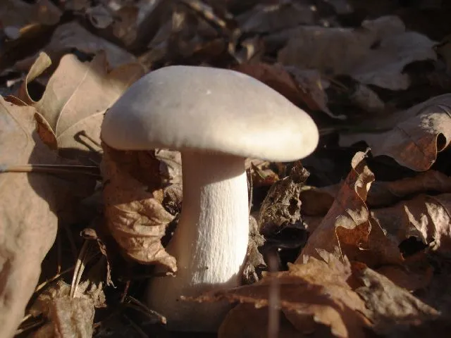 Późnojesienne grzyby jadalne w lesie