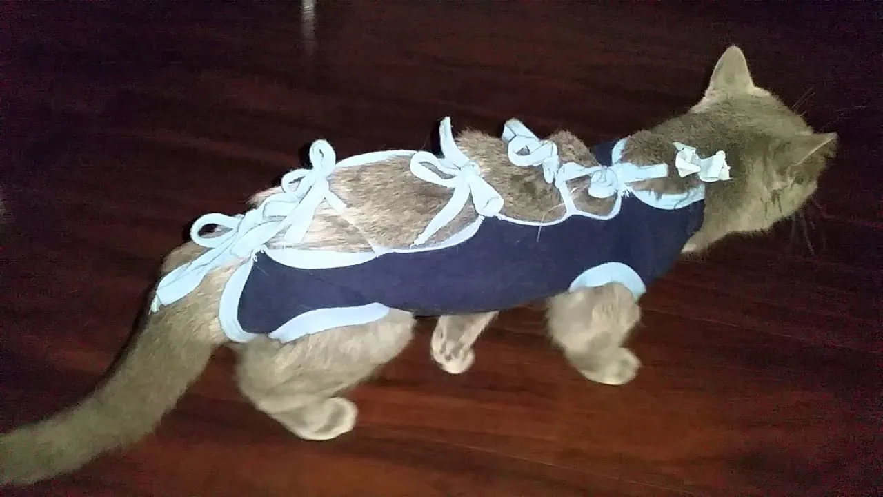 kotka w ubranku pooperacyjnym odpoczywa w domu