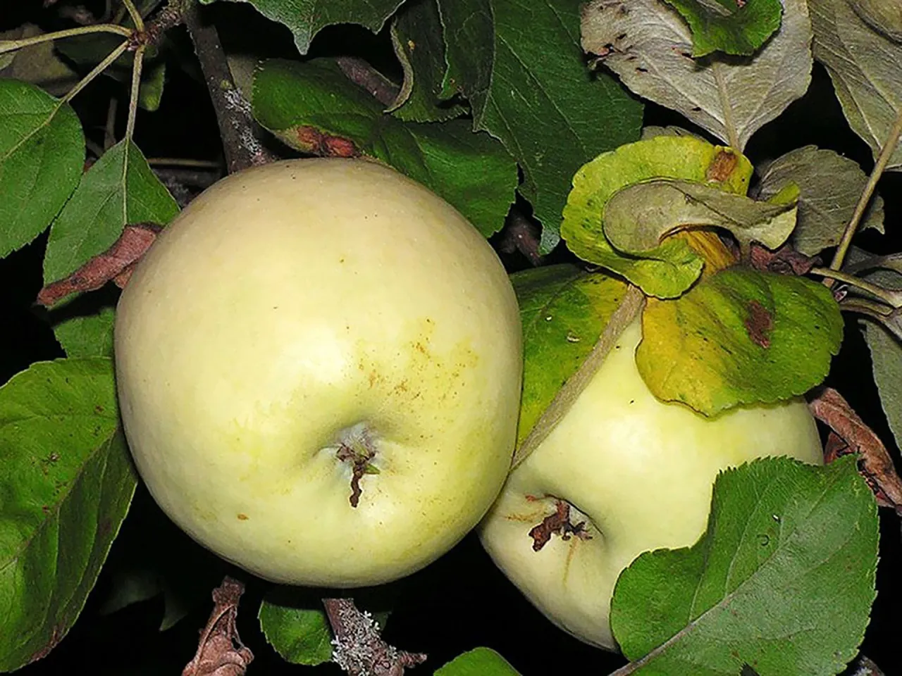 Jasnoż&oacute;łte jabłka na drzewie, idealne na szarlotkę.