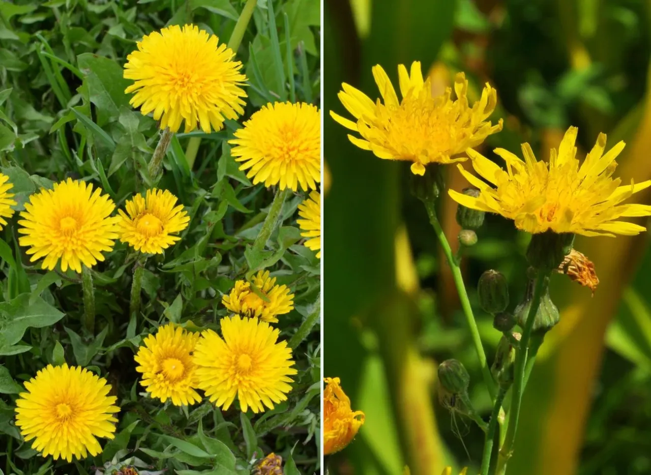 Mniszek lekarski cechy charakterystyczne