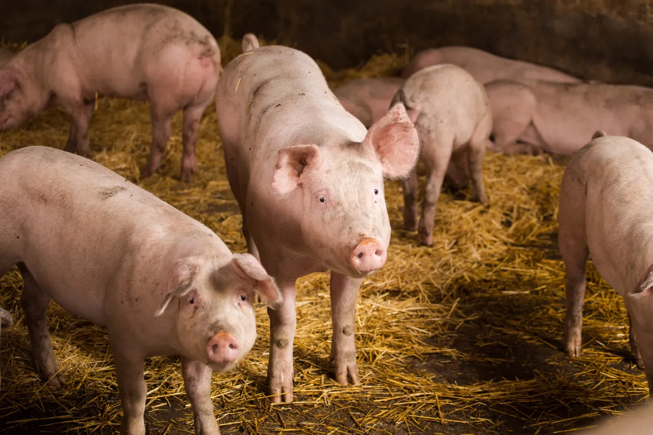 Kilka różowych świń na słomie. Jedna z nich, knur, ma widoczny penis.
