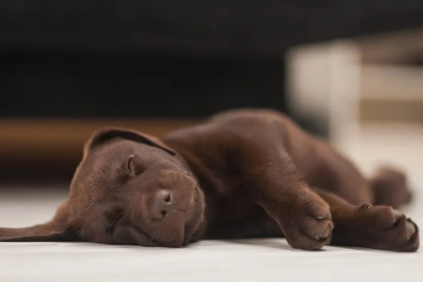 Zdjęcie Ile śpi 6-miesięczny szczeniak? Sprawdź normę i sekrety snu