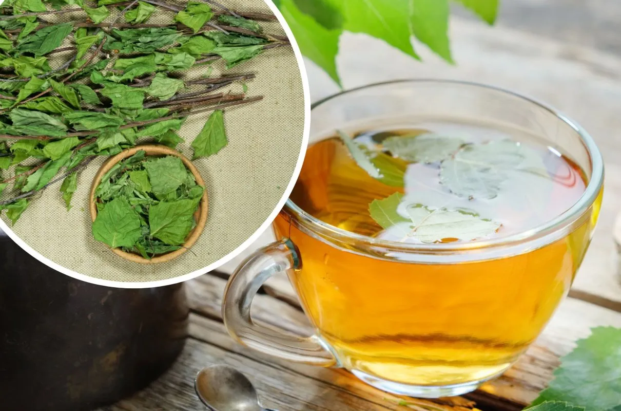 Młode liście brzozy do zbioru