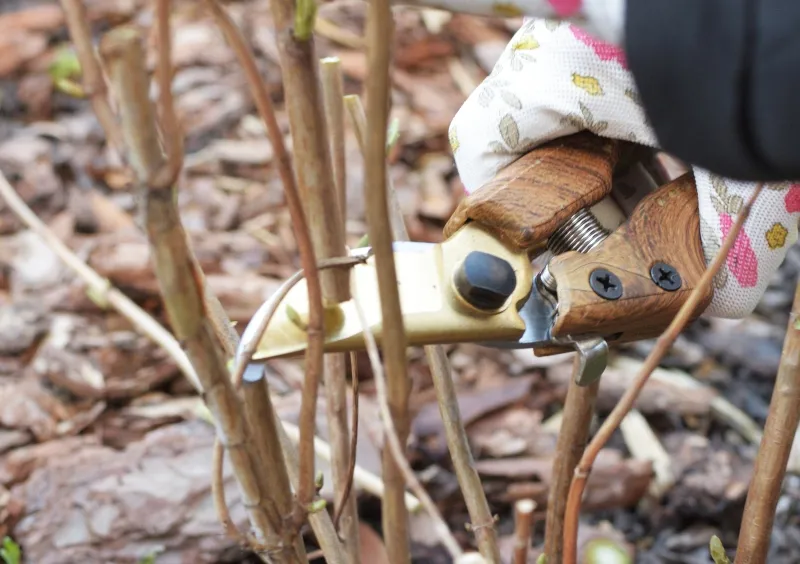 ostry sekator do hortensji