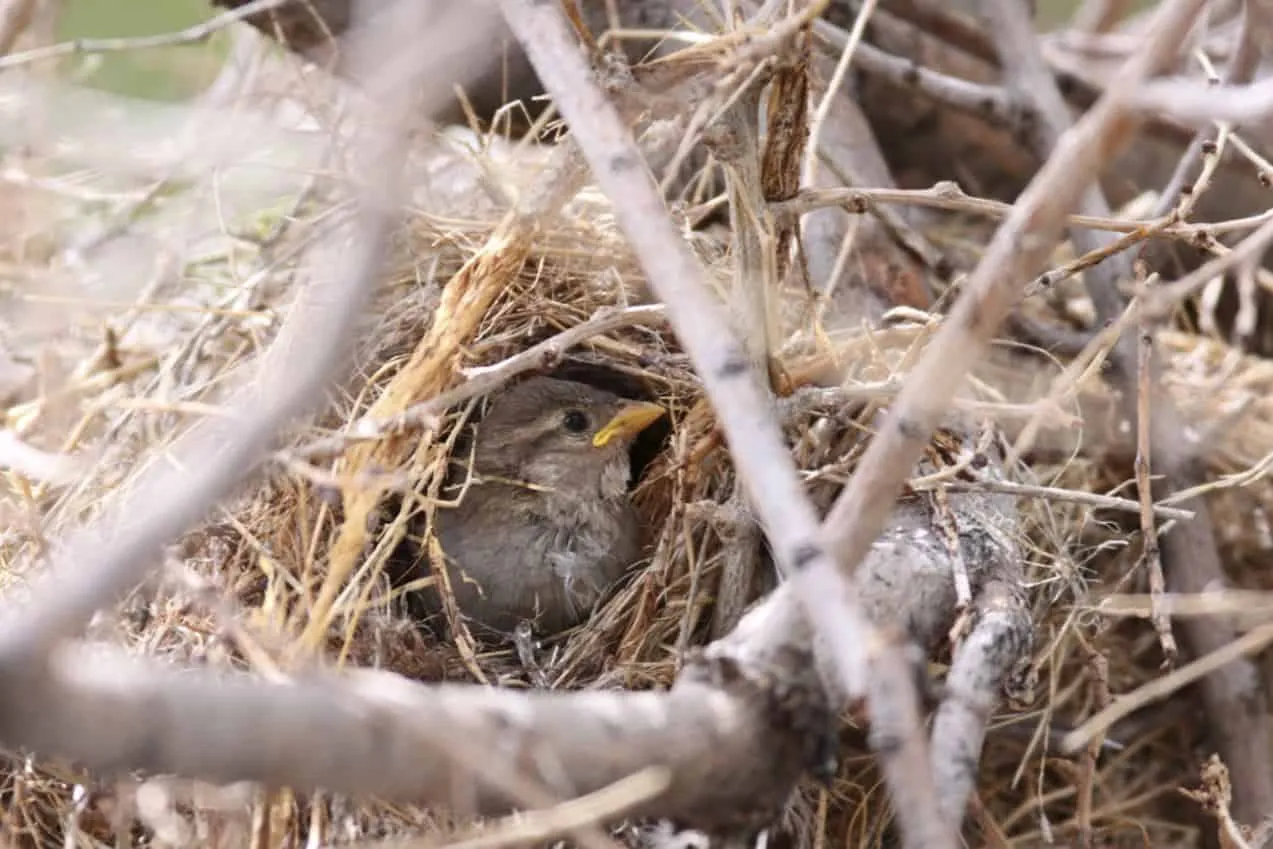 r&oacute;żne materiały w gnieździe wr&oacute;bla