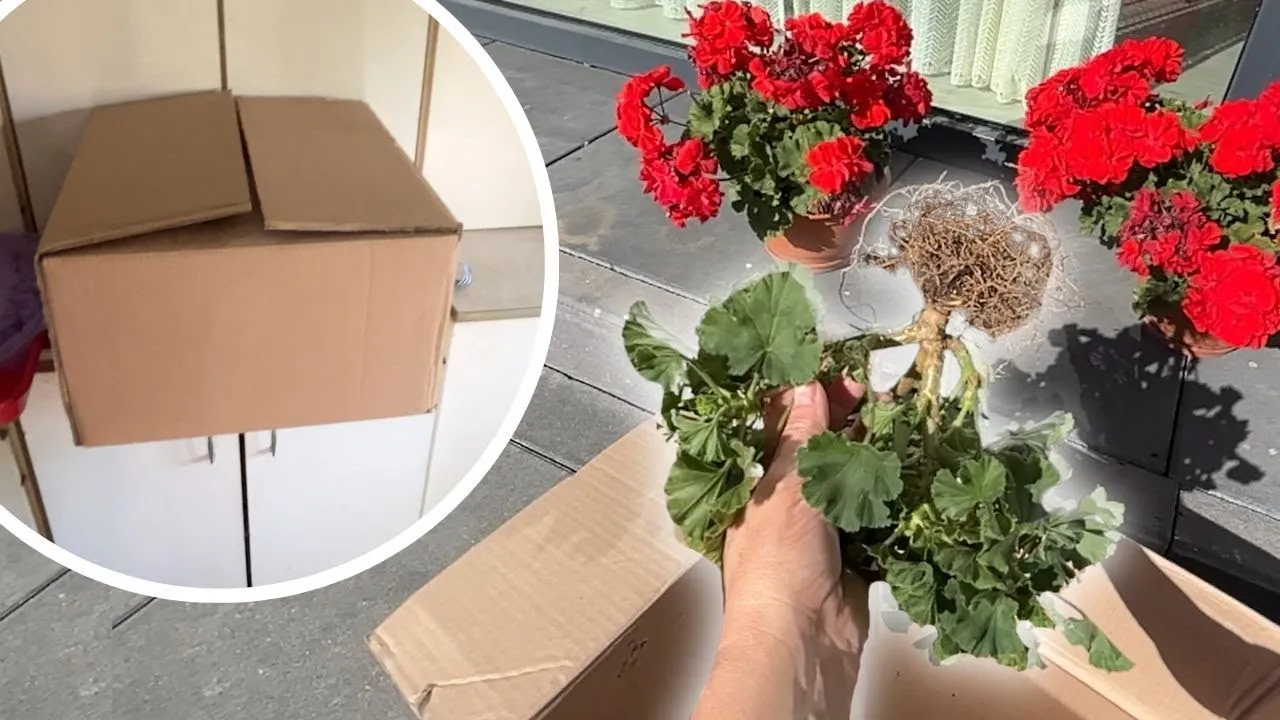 Zimowanie pelargonii w piwnicy