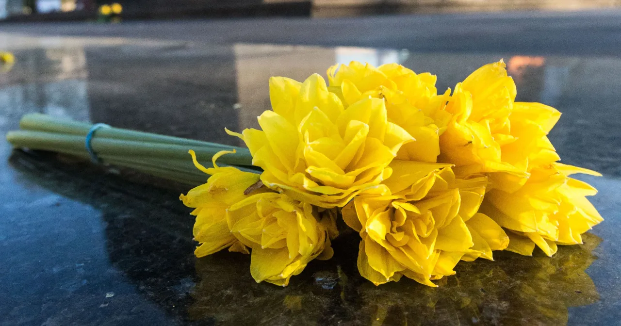 Pęczek żółtych żonkili, symbolizujących nadzieję i nowy początek, leży na ciemnym, błyszczącym tle.