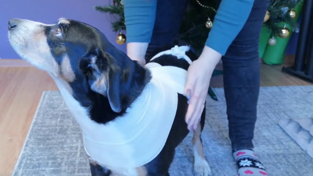 kamizelka antystresowa dla psa diy schemat