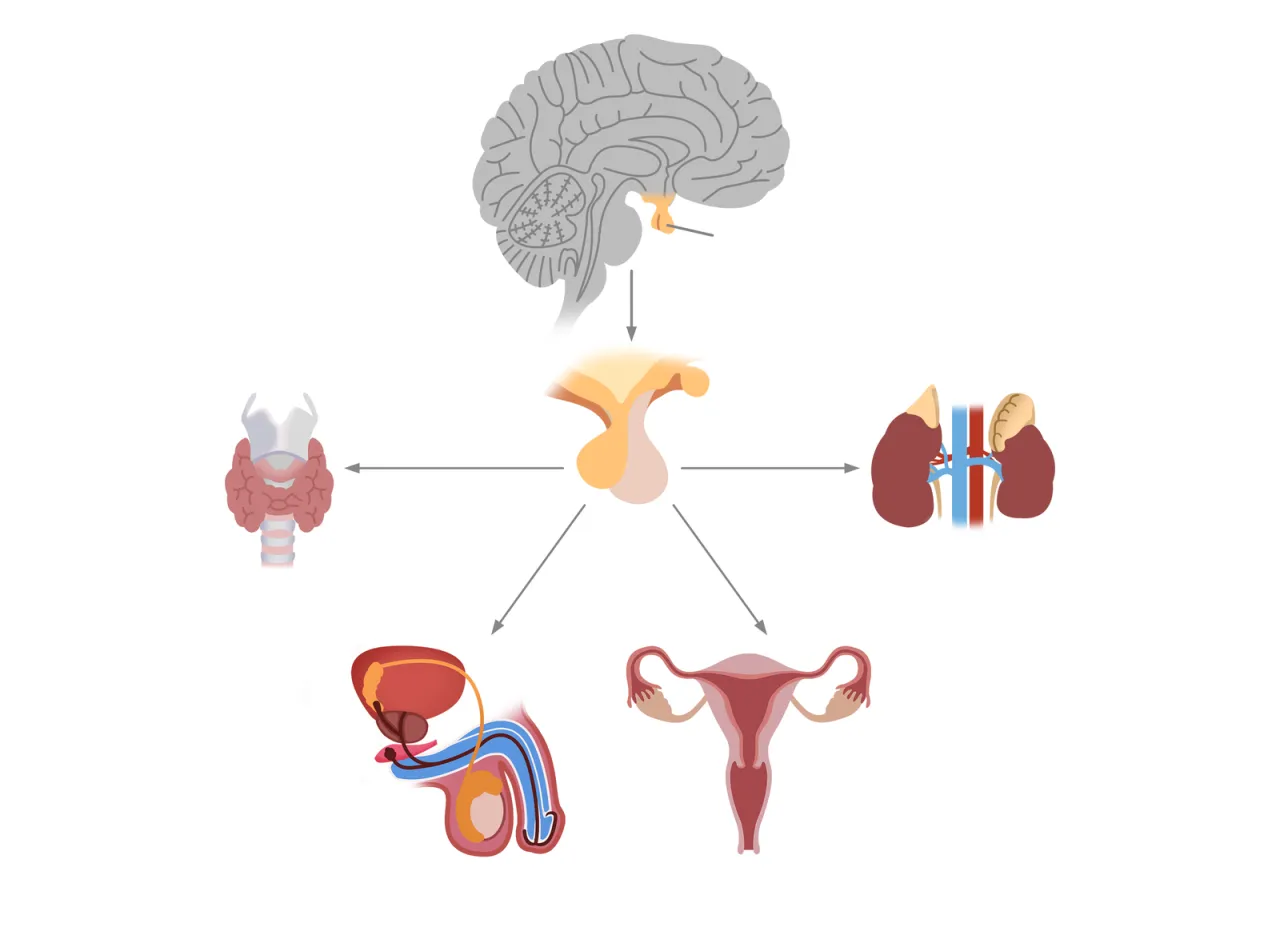 Schemat działania tarczycy i przysadki mózgowej