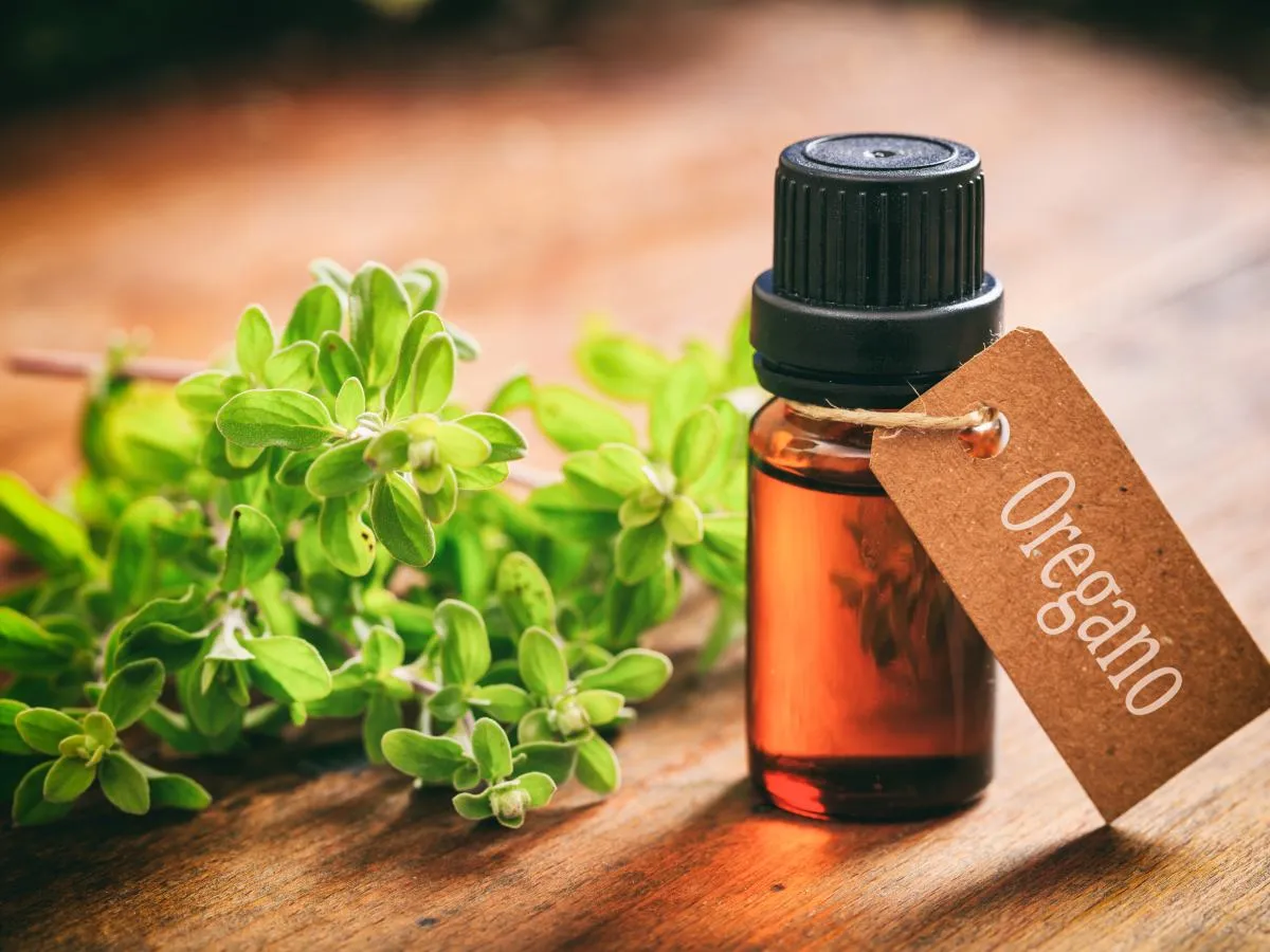 Butelka olejku z oregano obok świeżych gałązek. Olejek z oregano na co? Na odporność i zdrowie.