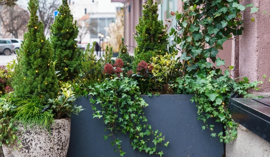 kompozycje iglaki trawy na taras